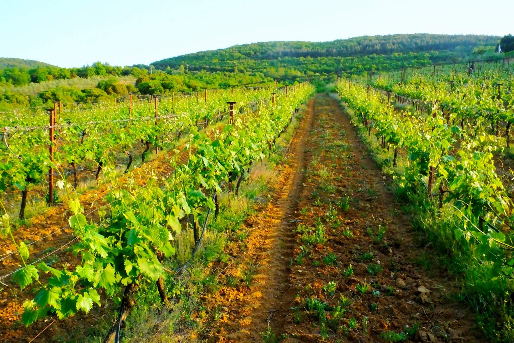 oinoi adam boutique winery